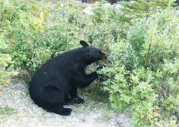 Kurzurlaub Jasper (Stadt), Alberta, Kanada, Ein Schwarzbär beim Beeren naschen - ich war keine zwei Meter von ihm