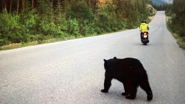 Kurztrip Jasper (Stadt), Alberta, Kanada, Wir teilen uns die Straße mit Motorrädern und Bären