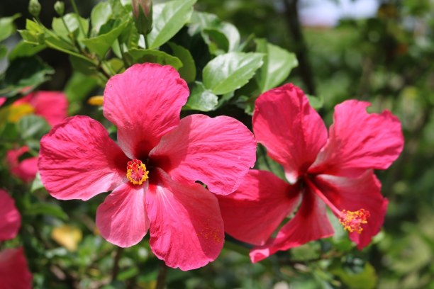 Zwei Wochen Karibische Inseln, alle Länder, Im Jardín de Balata auf Martinique findest du rund 3000 Pflanzenarten