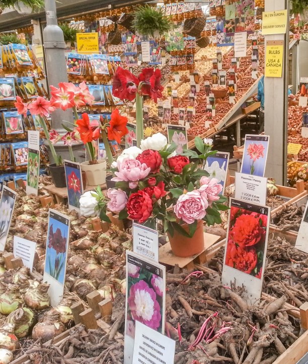 Kurzurlaub Amsterdam (Stadt), Amsterdam & Umgebung, Niederlande, Ein Besuch des berühmten Blumenmarktes gehört für mich auf jeden Fa