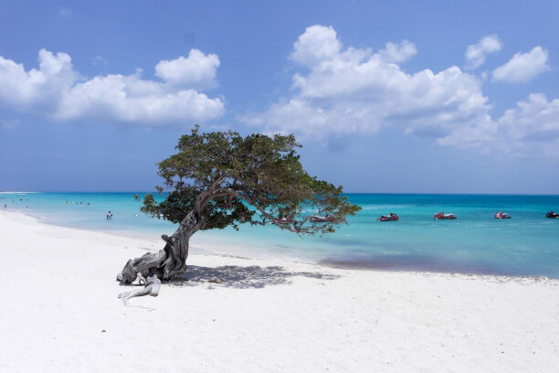 1 Woche Aruba, Aruba, Am Eagle Beach wachsen die berühmten windschiefen Divi-Divi-Bäume. D