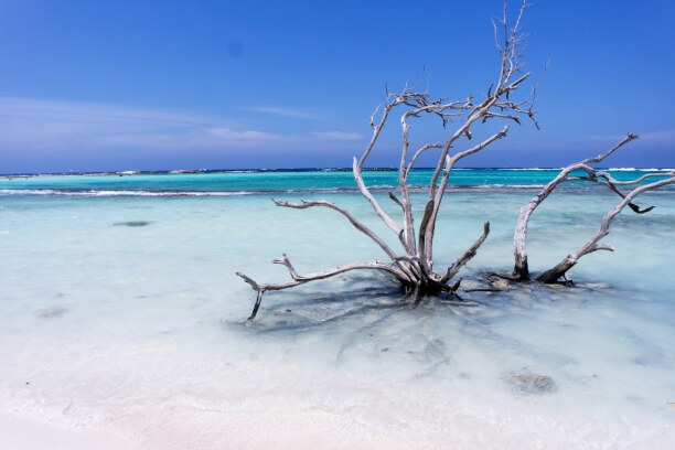 1 Woche Aruba, Aruba, Am Baby Beach steht dieser "Baum" aus Treibholz, was zusammen mit dem 
