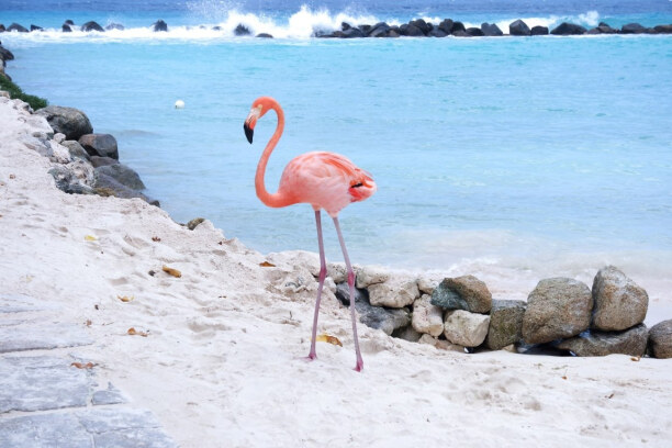 Eine Woche Aruba, Aruba, Das Flamingo-Postkartenmotiv aus Aruba