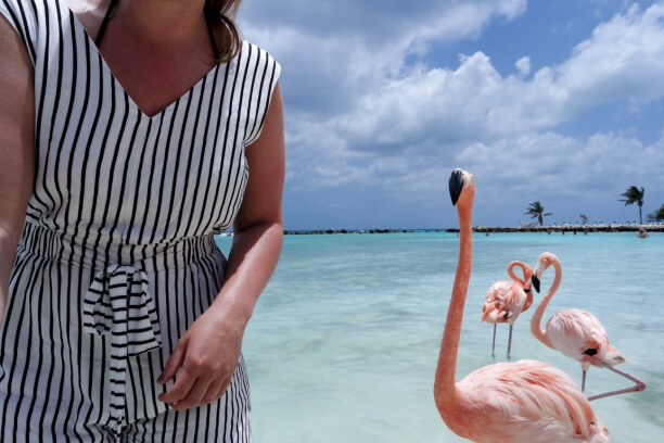 1 Woche Aruba, Aruba, Der berühmten Flamingos leben auf Aruba auf einer Privatinsel, die zu