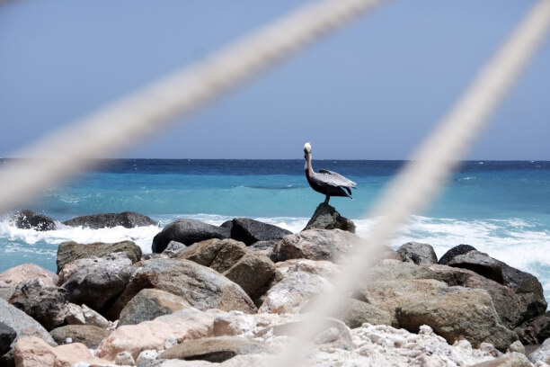 1 Woche Aruba, Aruba, Eine meiner Lieblingsbeschäftigungen auf Aruba: Pelikane beobachten. 