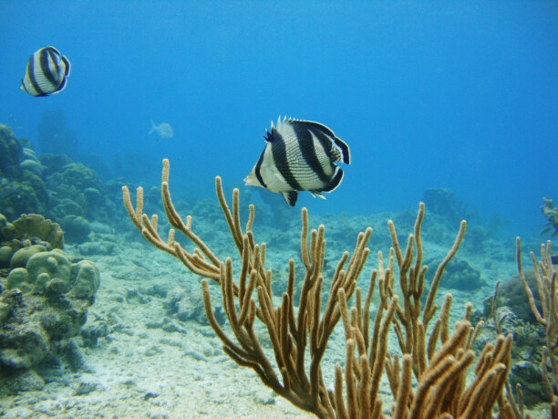 1 Woche Aruba, Aruba, Die Unterwasserwelt von Aruba ist faszinierend. Korallen und bunte Fis