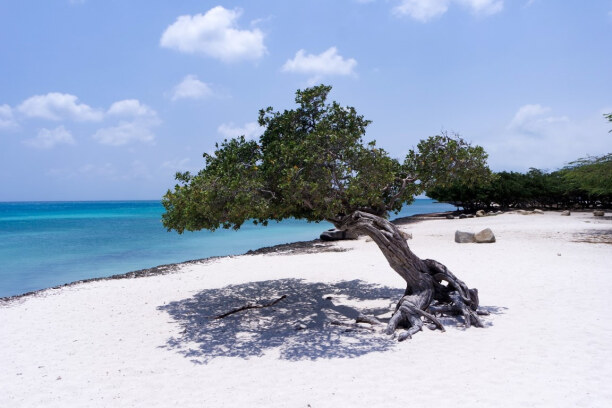 1 Woche Aruba, Aruba, Das Wahrzeichen von Aruba, der windschiefe Divi-Divi-Baum, am weltber
