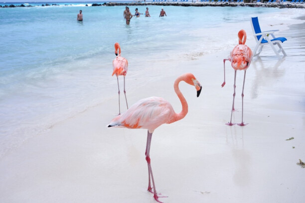 1 Woche Aruba, Aruba, Die Flamingos können sich am Strand frei bewegen und wirkten auf mich
