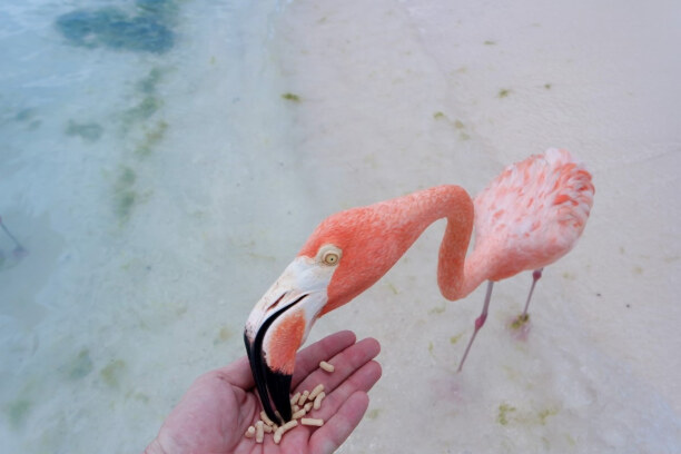 1 Woche Aruba, Aruba, Der Flamingo Beach auf Aruba ist mittlerweile sehr in die Kritik gerat
