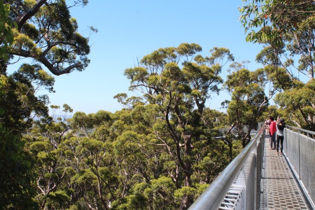 Langzeiturlaub Australien, Australien, Valley of the Giants Tree Top Walk