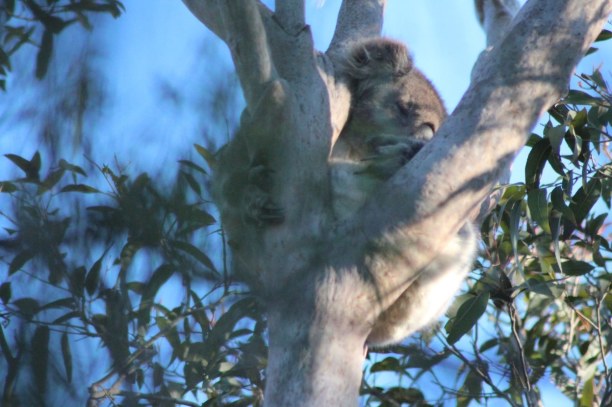 Langzeiturlaub Australien, Australien, Koala