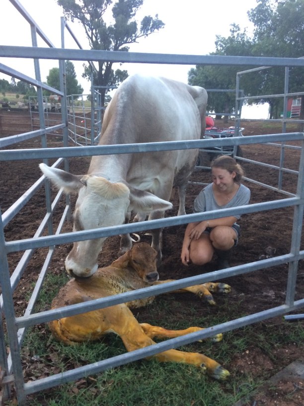 Langzeiturlaub Australien, Australien, Arbeit auf der Farm