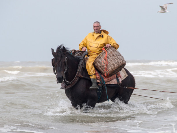 Eine Woche Belgien, Belgien, Strange: In Belgien werden auch mit Pferden Shrimps gefischt. Sie werd