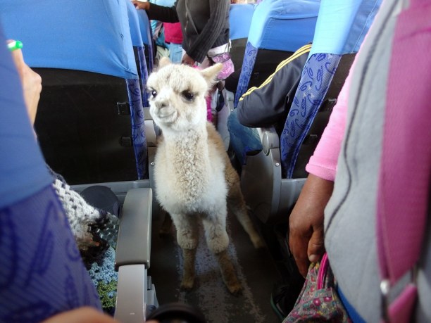 Langzeiturlaub Bolivien, Bolivien, Busfahrt mit Lama :)