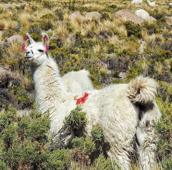 Langzeiturlaub Santiago de Chile & Umgebung, Chile, Lamas gibt es nicht nur in Peru!