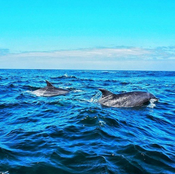 Langzeiturlaub Santiago de Chile & Umgebung, Chile, Am Punta de Choros tümmeln sich nicht nur Delfine, sondern auch die g