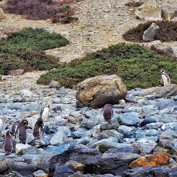 Langzeiturlaub Santiago de Chile & Umgebung, Chile, Humboldt Pinguine