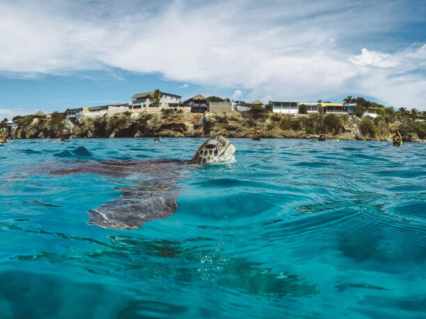Eine Woche Curaçao, Curaçao, Beim Schnorcheln am Playa Grandi ist mir diese Meeresschildkröte dire