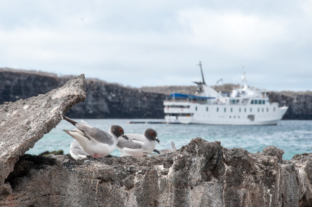 Kurzurlaub Galapagos (Stadt), Ecuador, Ecuador, Die Gabelschwanzmöwen zeigen sich von unserer Ankunft unbeeindruckt.