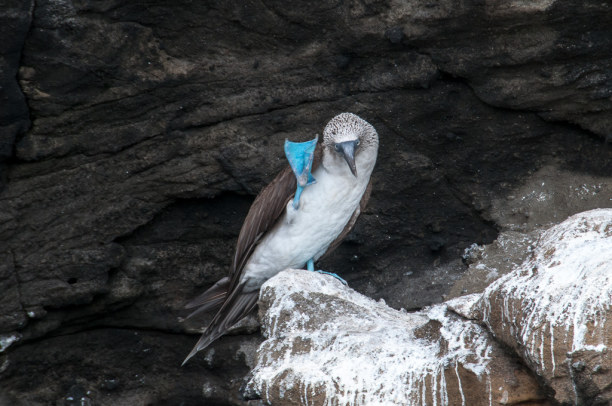 Kurzurlaub Galapagos (Stadt), Ecuador, Ecuador, Einfach herrlich: Die Blaufußtölpel.