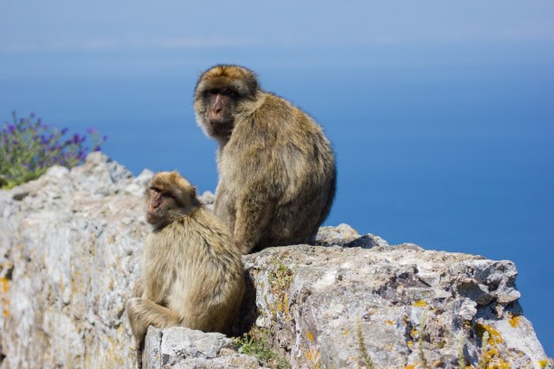 Kurztrip Gibraltar, Gibraltar, Immer wieder versuchen Menschen die Affen zu streicheln und nicht selt