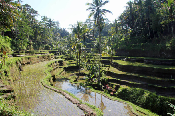 10 Tage Bali, Indonesien, Tegalalang Reisterrassen