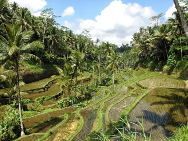 10 Tage Bali, Indonesien, Vom Stadtzentrum Ubuds gelangst du relativ schnell zu den Reisfeldern 