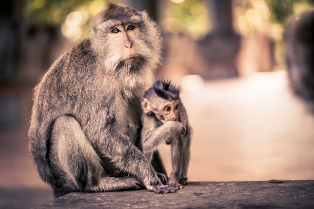 10 Tage Bali, Indonesien, In Ubud gibt es den berühmten Affenwald mit 340 Affen, hauptsächlich