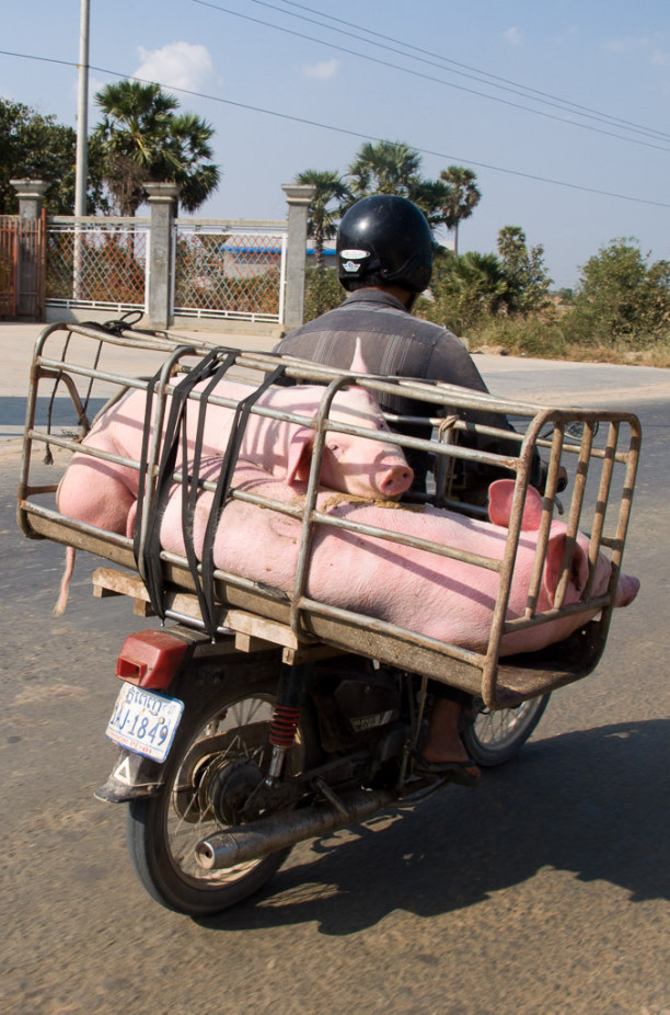Kurzurlaub Kambodscha, Kambodscha, Privat werden lieber Mopeds für den Transport verwendet.