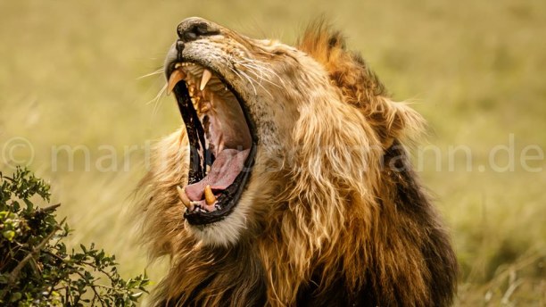 Eine Woche Landesinnere, Kenia, Male Lion so tired in the morning...
#fotosafari #fotoworkshop #martin