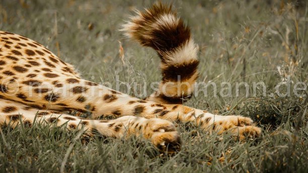 Eine Woche Landesinnere, Kenia, Nice Detail from a cheetah..
#fotosafari #fotoworkshop #martinbuschman