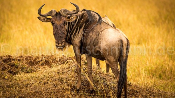 1 Woche Landesinnere, Kenia, One the millions Gnus in the Massai Mara...
#fotosafari #fotoworkshop 
