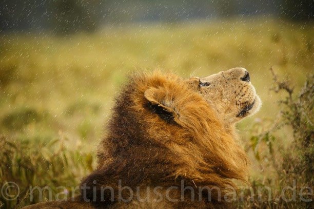 Eine Woche Landesinnere, Kenia, es fängt an zu regnen...
#fotosafari #fotoworkshop #martinbuschmannph