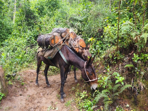Kurztrip Filandia (Stadt), Kolumbien, Kolumbien, Esel schleppen schwere Lasten über steile Wege