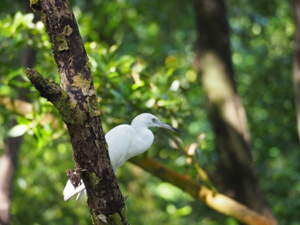 Langzeiturlaub Kolumbien, Kolumbien, Auch auf Vogelbeobachtung kann man hier gehen