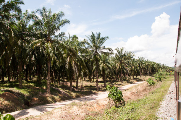 Kurztrip Kelantan, Malaysia, Entlang der Strecke wird auch Palmöl in Monokulturen produziert. Was 