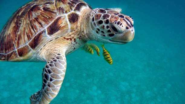 Zwei Wochen Ari Atoll, Malediven, Mit etwas Glück entdeckst du beim Schnorchel Meereschildkröten oder 