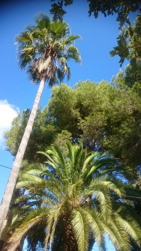 Eine Woche Mallorca » Palma de Mallorca
