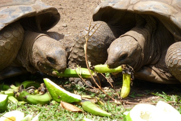 10 Tage Südküste, Mauritius, Die Riesenschildkröten leben im Naturschutzgebiet