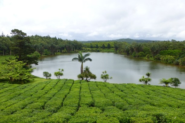 10 Tage Südküste, Mauritius, Teeplantagen auf Mauritius