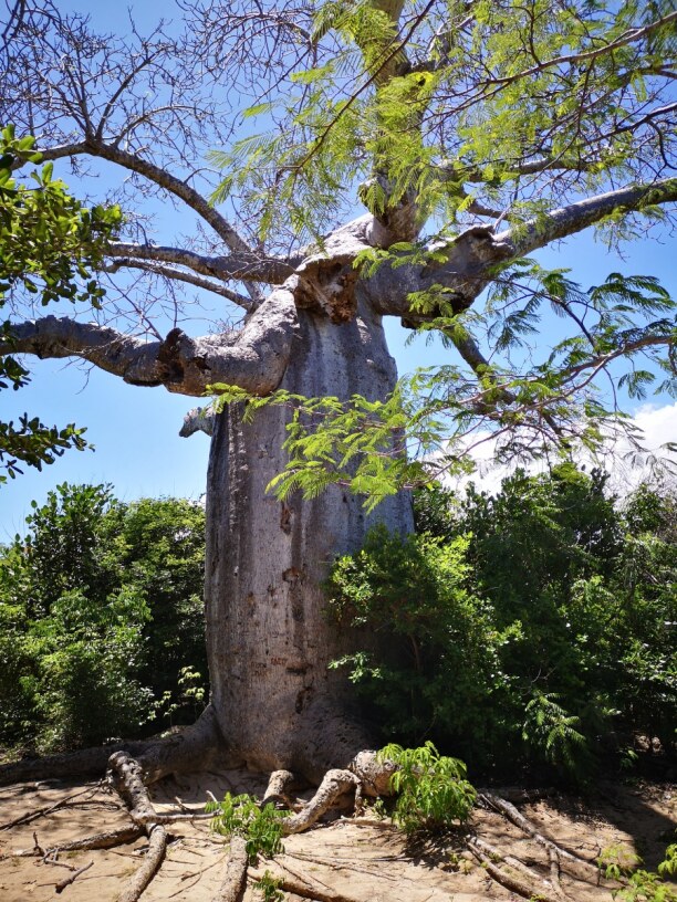Zwei Wochen Westküste, Mauritius, Baobab-Baum