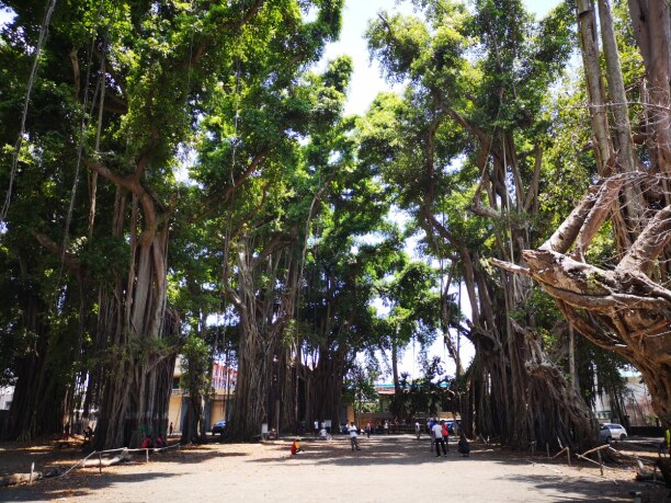 Zwei Wochen Westküste, Mauritius, Banyan Bäume