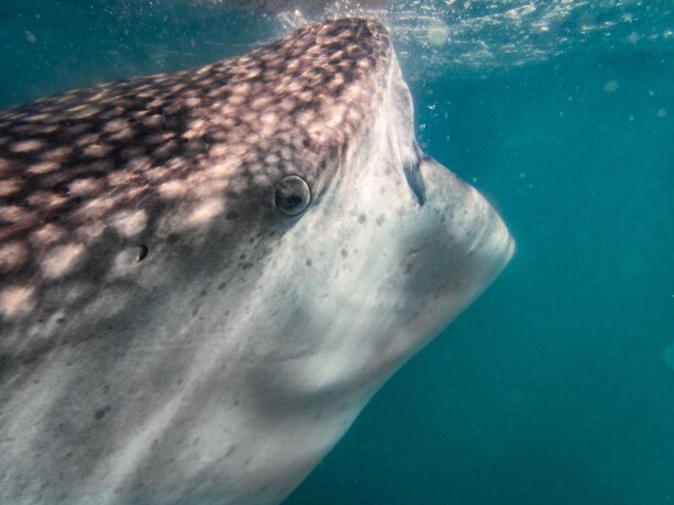 Kurzurlaub Baja California & Golf von Kalifornien, Mexiko, Mit Walhaien zu schwimmen und sie in ihren natürlichen Umfeld beobach