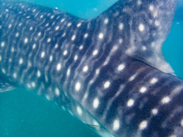 Kurzurlaub Baja California & Golf von Kalifornien, Mexiko, Die Walhaie in La Paz sind Jungtiere, die um einiges kleiner sind als 