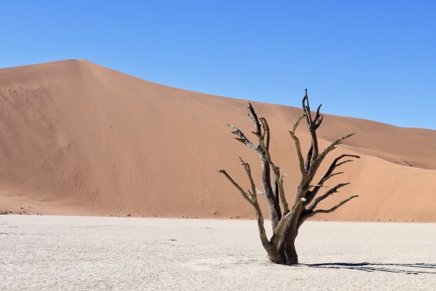 Kurzurlaub Namibia, Namibia, Deadvlei ist eine Tonpfanne inmitten der Namibwüste. Im Hintergrund b