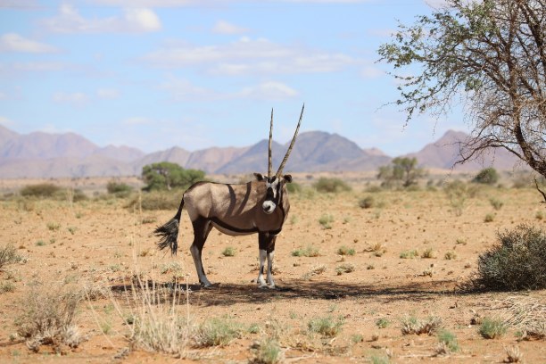 Kurzurlaub Namibia, Namibia, Der Oryx ist das Wappentier Namibias. Bei der Fahrt zur Lodge steht er