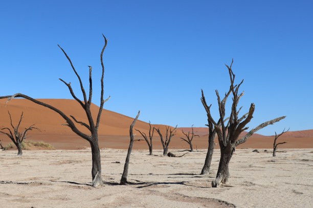 Kurzurlaub Namibia, Namibia, Zu gewissen Zeiten des Tages scheinen die abgestorbenen Bäume beinahe