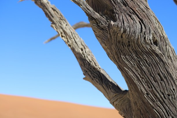 Kurztrip Namibia, Namibia, Close-up im Deadvlei. Die abgestorbenen Akazienbäume bilden einen int
