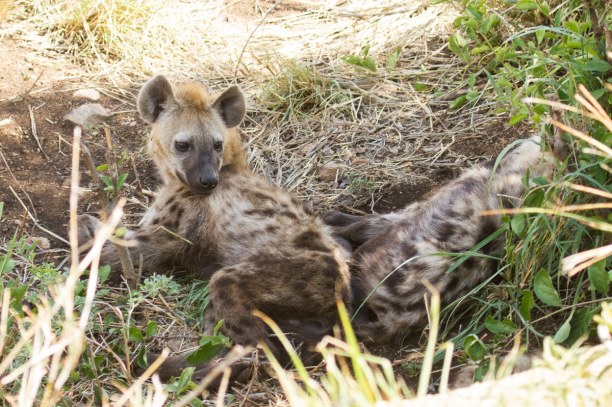 Kurztrip Kruger National Park (Stadt), Nationalpark, Südafrika, Diese kleinen Wildhunde haben sich im Schatten vor ihrem Bau ausgeruht