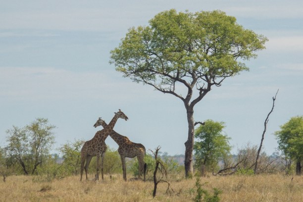 Kurztrip Kruger National Park (Stadt), Nationalpark, Südafrika, Dieses Giraffenpaar sucht Schutz vor der Sonne im Schatten eines Baums